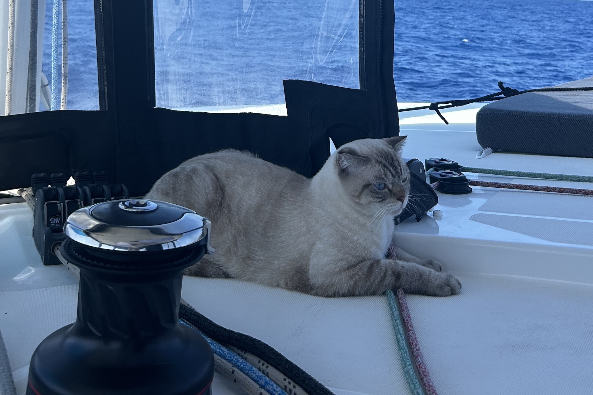 Flash_boat cat 1