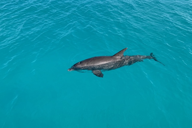 Delfin