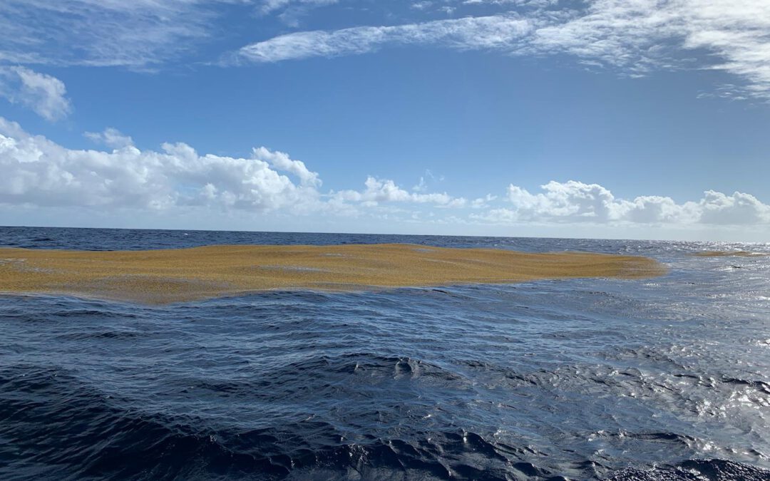 Day 13: Starry Skies, Seaweed Fields, and the Catch of the Day