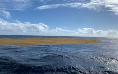 Day 13: Starry Skies, Seaweed Fields, and the Catch of the Day